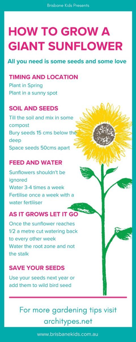 how to grow a sunflower infographic
