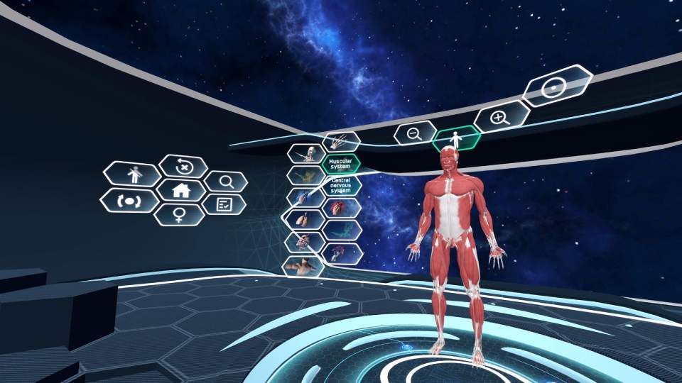 museum of muscular system