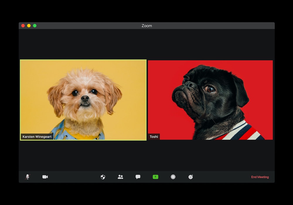 unsplash photo dogs on zoom 